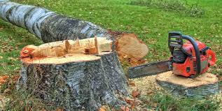 Tree and Shrub Care in Paloma Creek South, TX