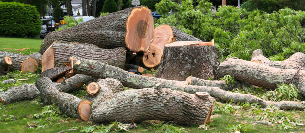 Best Tree Health Inspection  in Paloma Creek South, TX