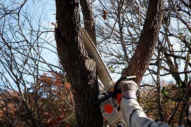 Best Soil Testing and Treatment  in Paloma Creek South, TX