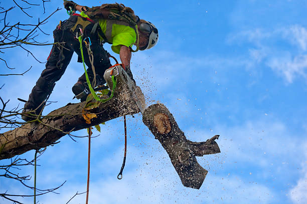 Best Pest Control for Lawns  in Paloma Creek South, TX