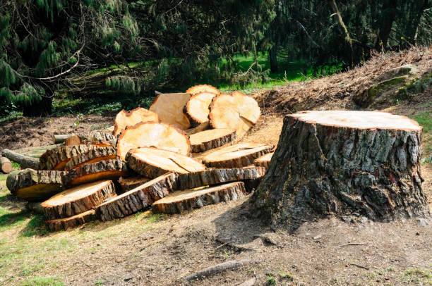 Best Root Management and Removal  in Paloma Creek South, TX